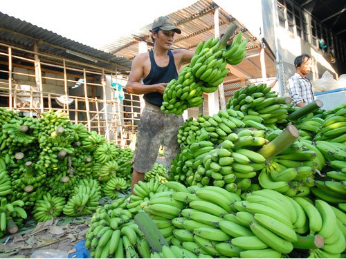 cơ hội chuối Việt nhập vào thị trường Nga