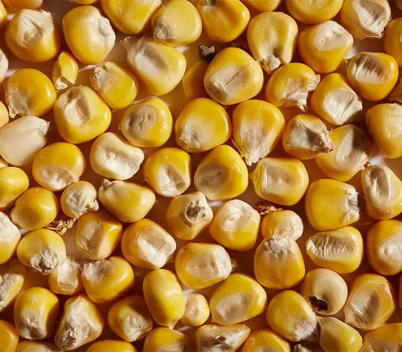 Bắp Corn